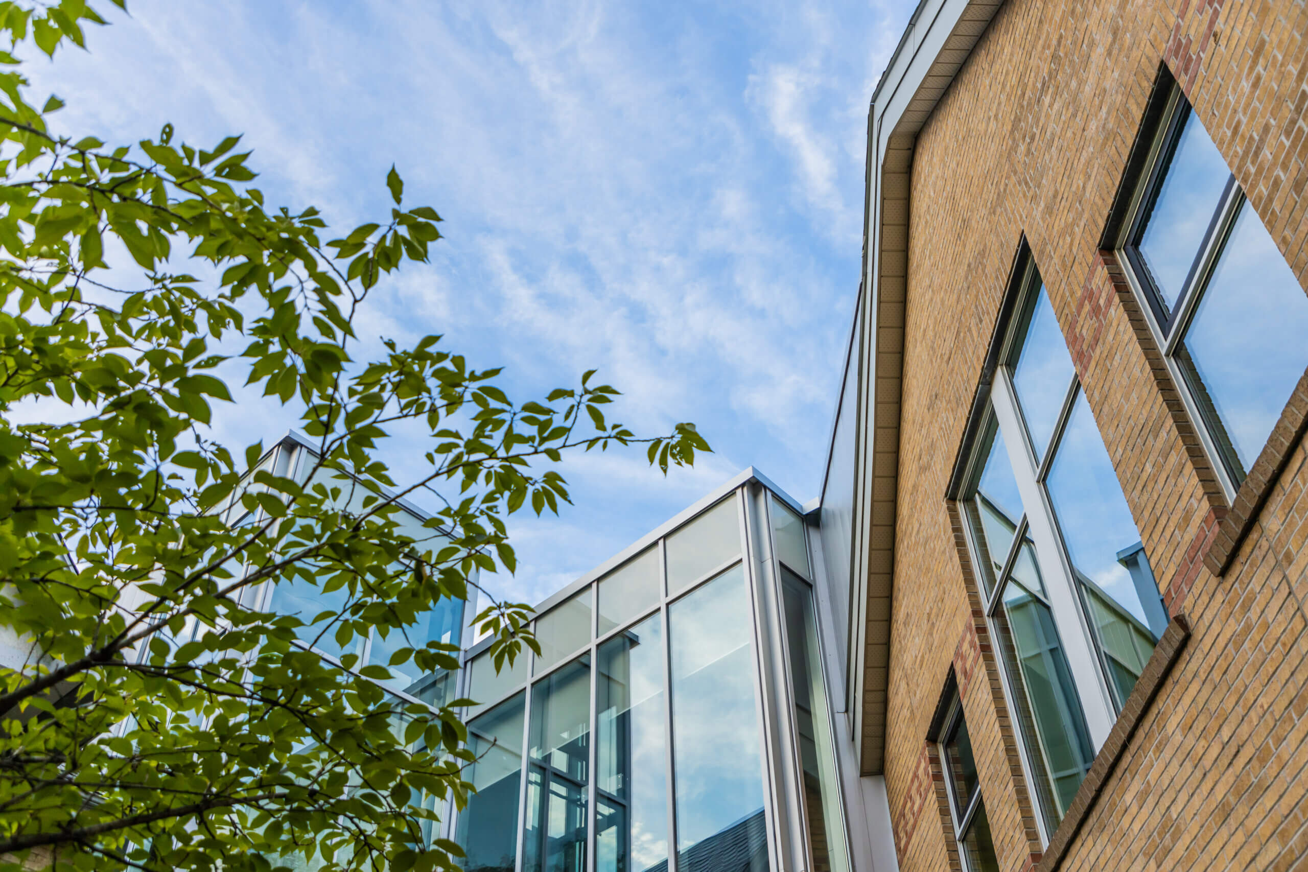 A tree with green leaves stands in front of modern glass and brick buildings, reflecting the blue sky and clouds on their windows.