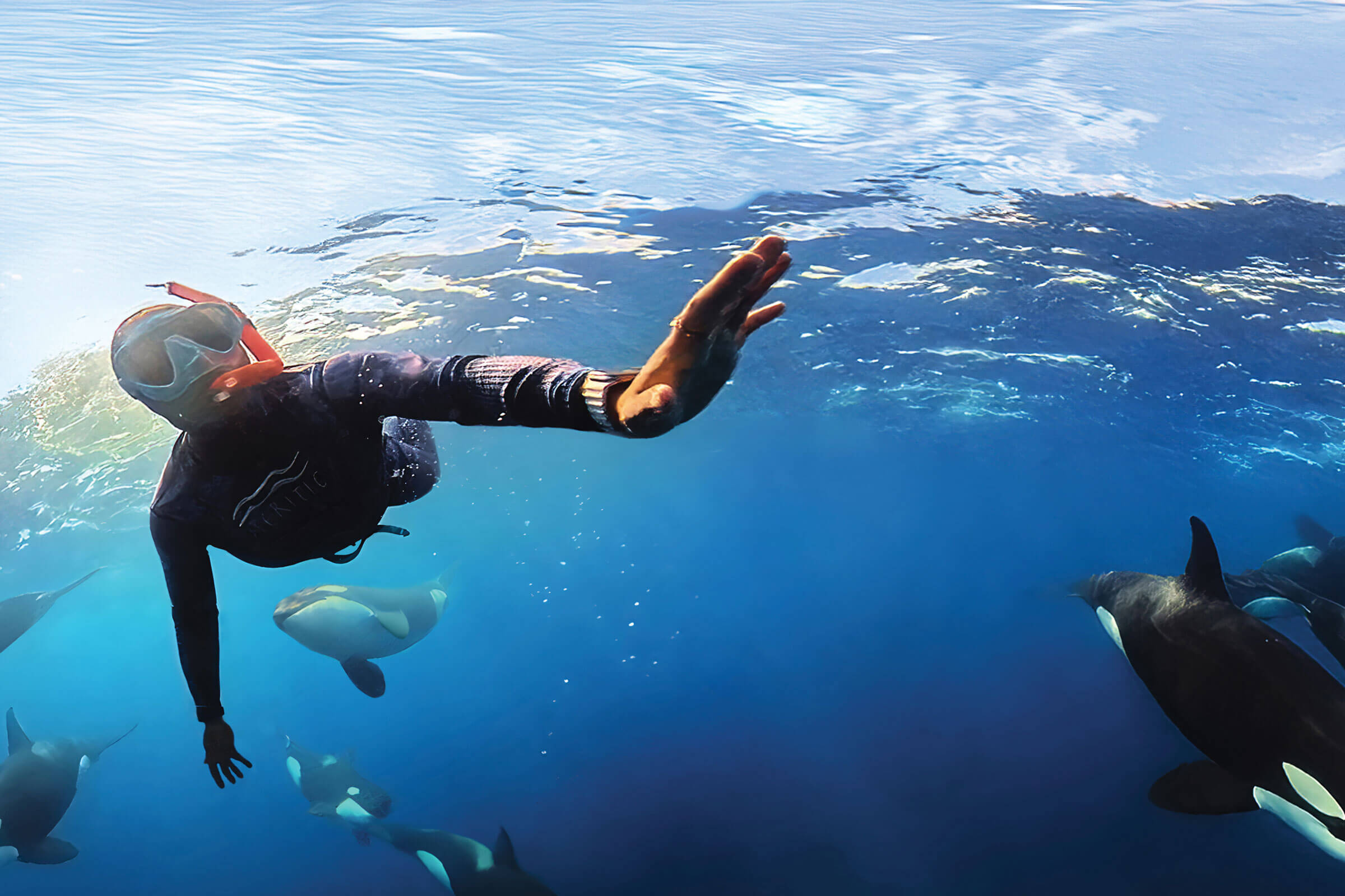 A snorkeler wearing a wetsuit and mask swims underwater, surrounded by several orcas in clear blue ocean water beneath a sunny sky.